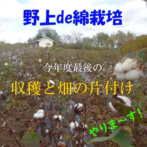 【2月24日】野上町 綿の収穫と綿ばたけの片付け