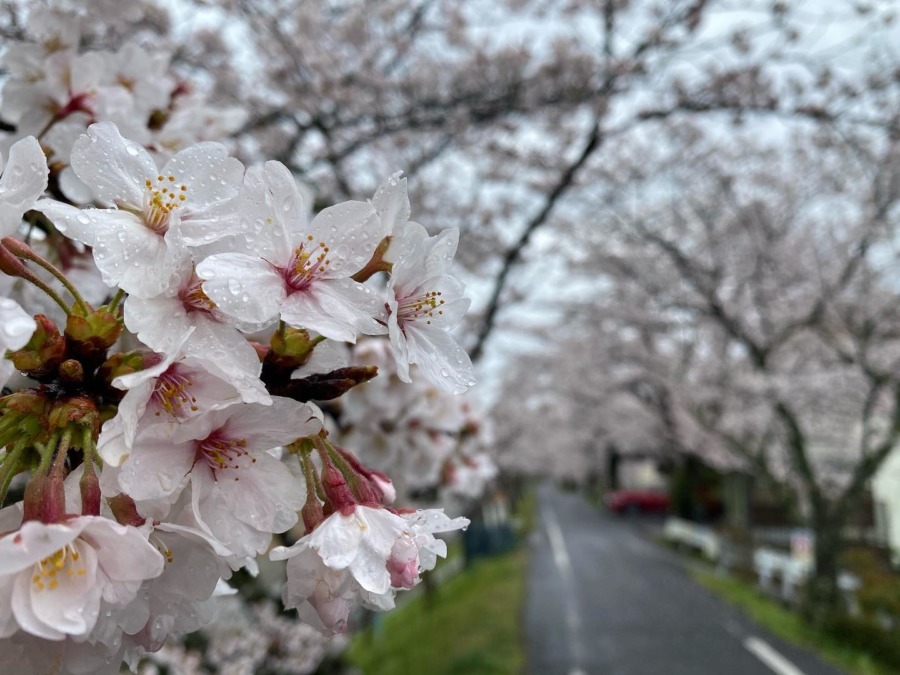 『満開の桜』×『雨のしずく』