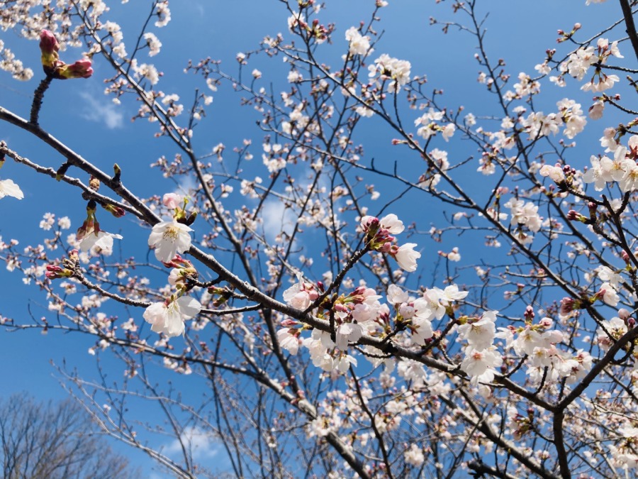 西江原の桜も見頃！