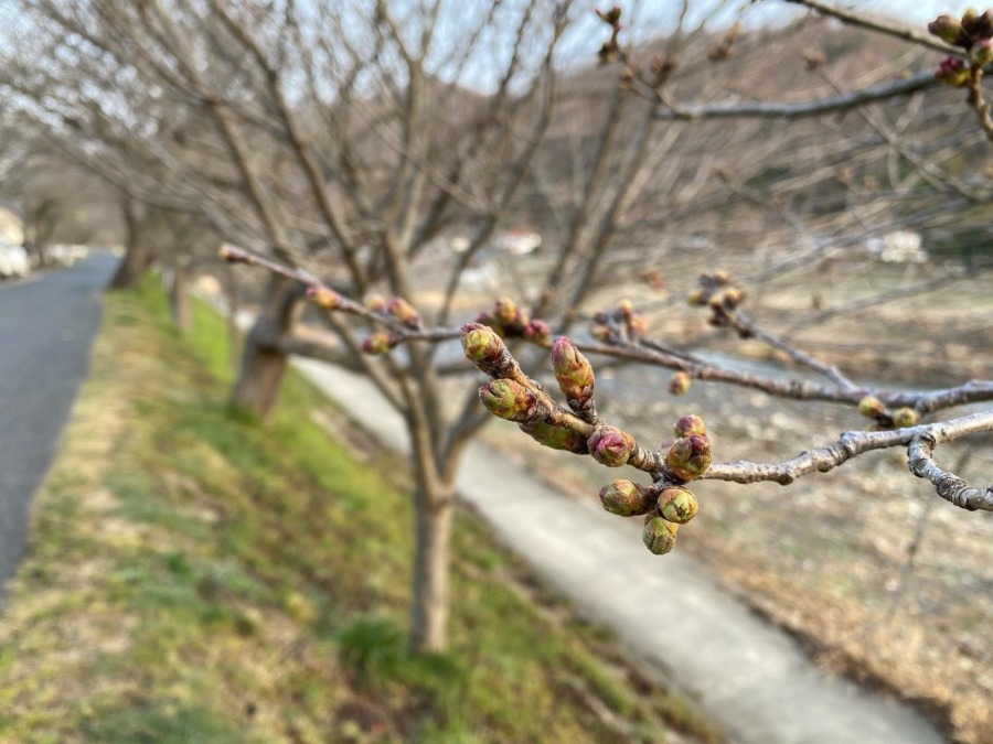 井原堤の桜開花予想