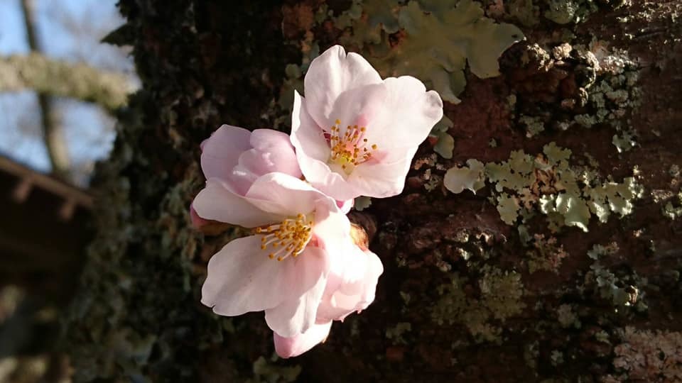 相原公園の桜が開花