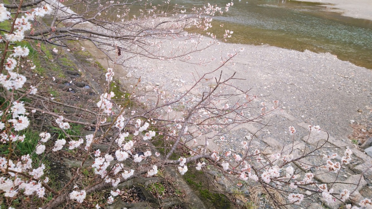 井原の桜