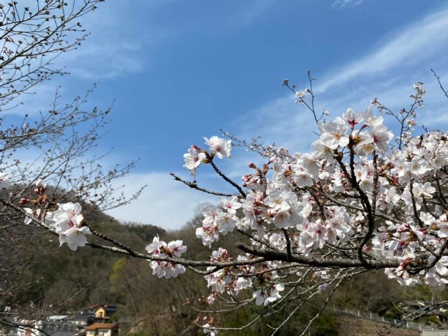 井原堤の桜