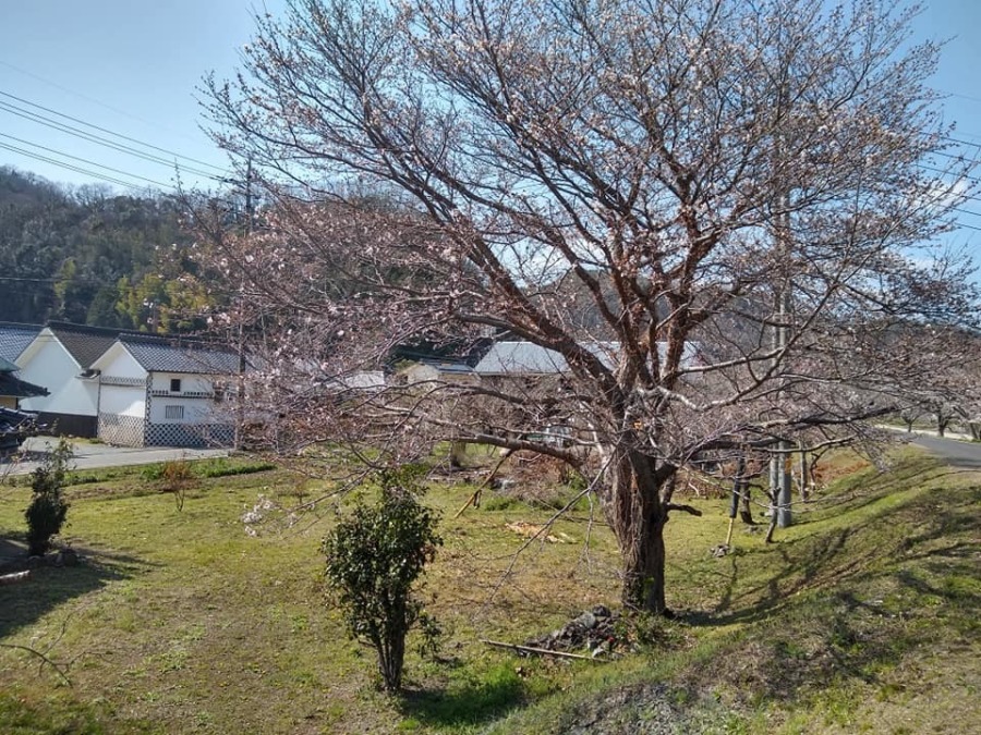 酒蔵前の桜並木
