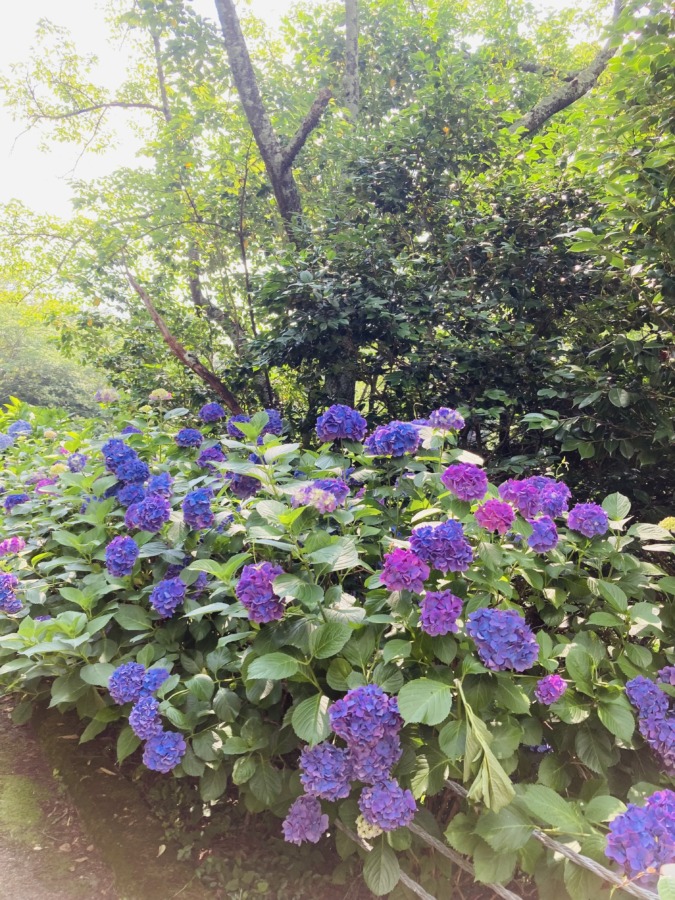 吉野山公園（福山市神辺町）の紫陽花が満開❣️