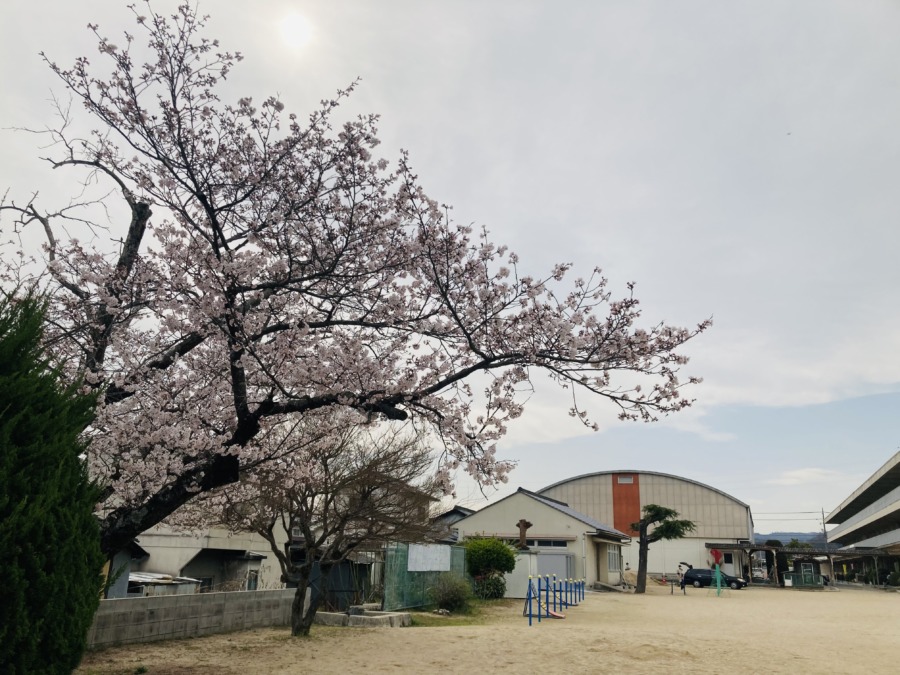 西江原小学校の桜が見頃❗️