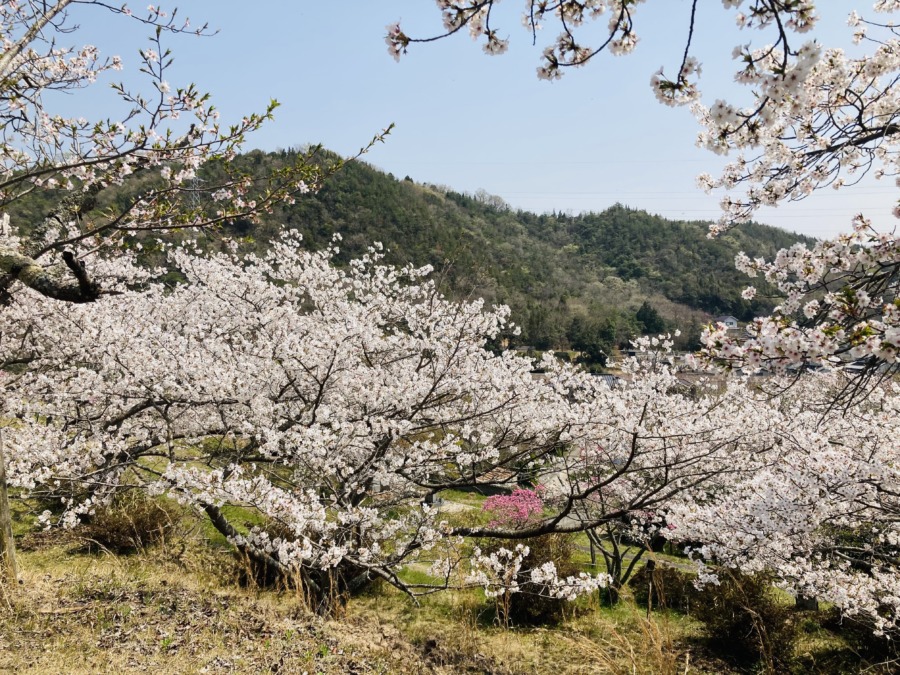 西江原町「亀迫城山公園」の桜が満開❗️