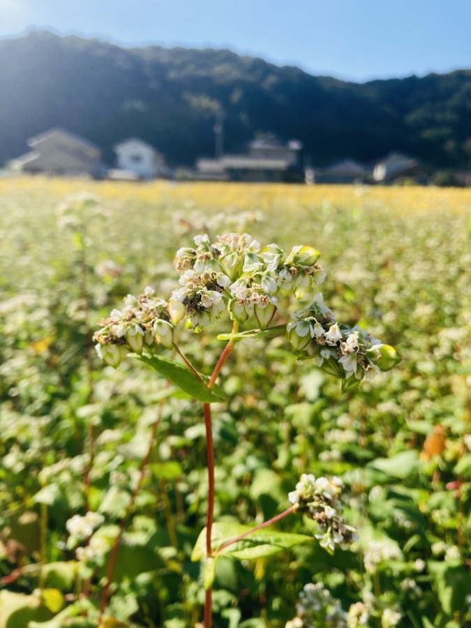 蕎麦栽培50日目
