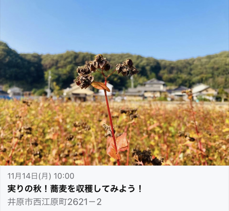 西江原町で蕎麦の収穫体験❗️11月14日(月)‼️