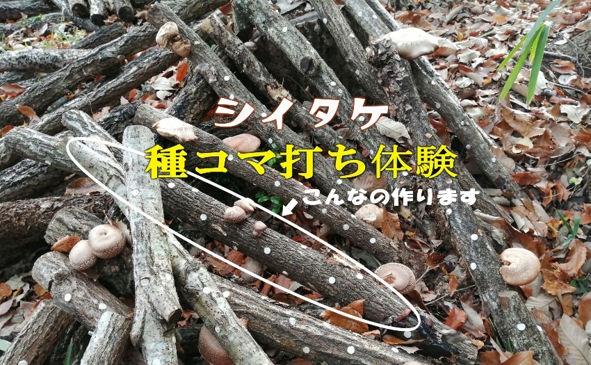 【参加者募集】1月22日(日）シイタケの種コマ打ち体験
