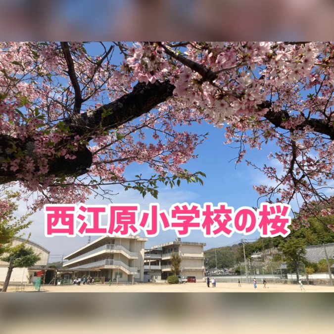 西江原小学校の桜、動画公開❗️