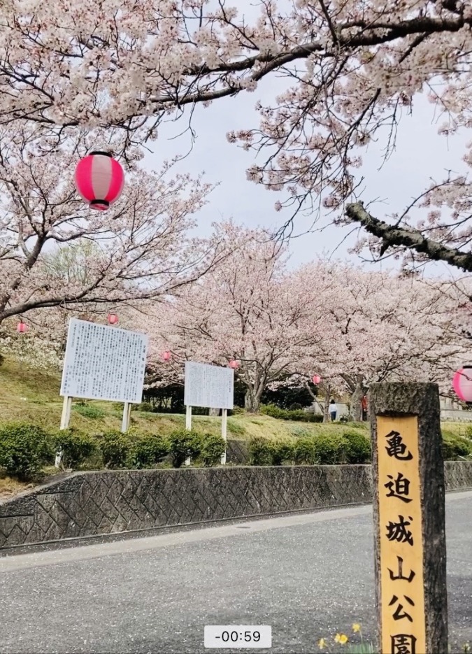 亀迫城山公園の桜❗️動画公開‼️
