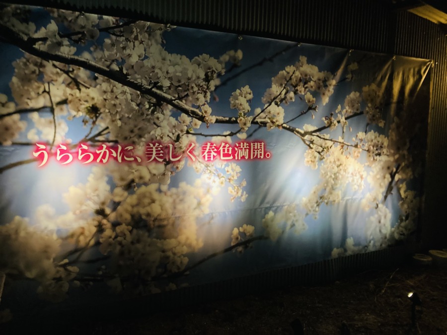 ノリノリや桜フォト展示ライトアップ❗️