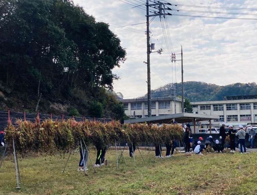 西江原小学校6年生が蕎麦の収穫！　