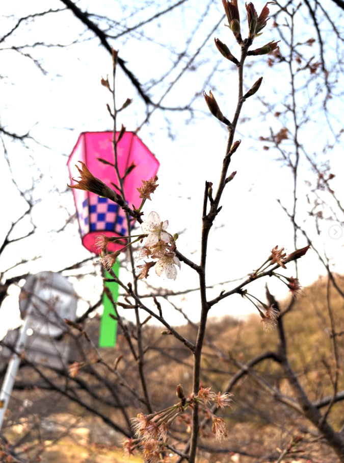 【桜🌸開花宣言】